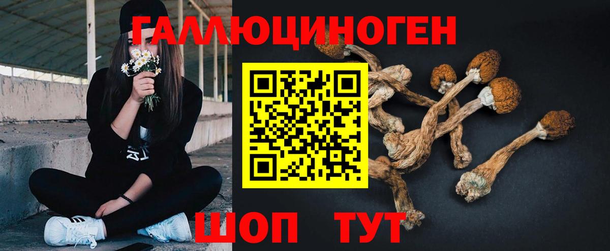 Галлюциногенные грибы Psilocybine cubensis Ленинск-Кузнецкий
